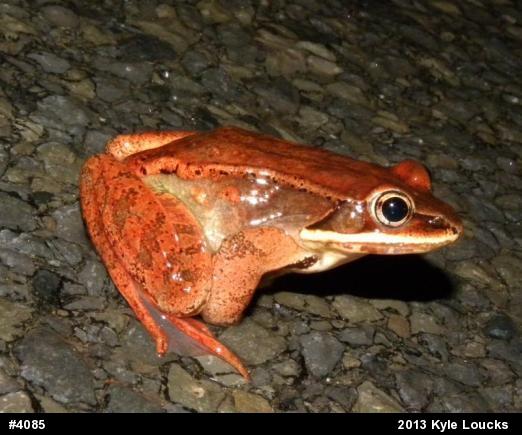 Wood Frog