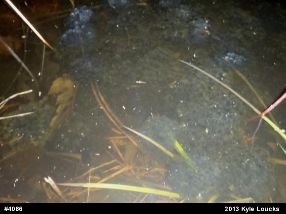 Wood Frog