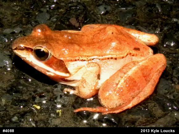 Wood Frog