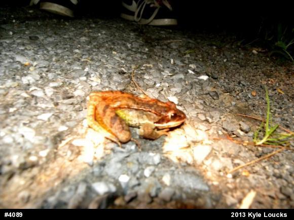 Wood Frog