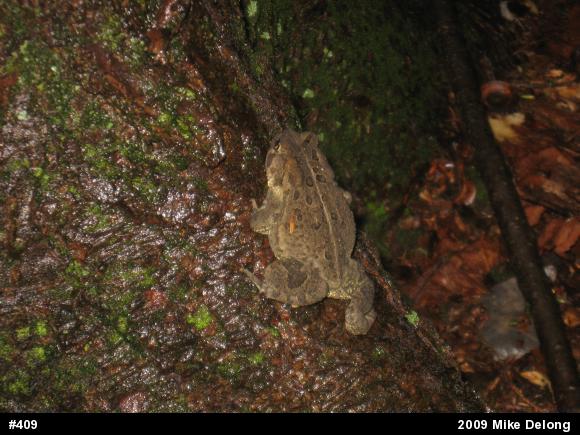 Eastern American Toad