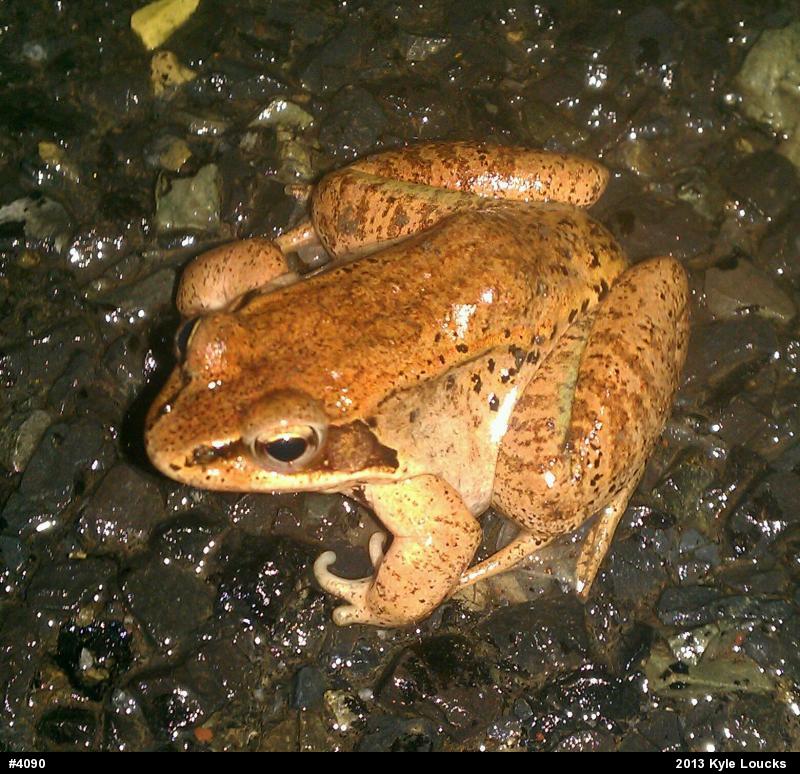 Wood Frog