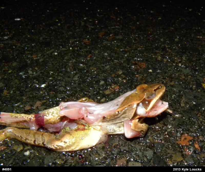 Wood Frog