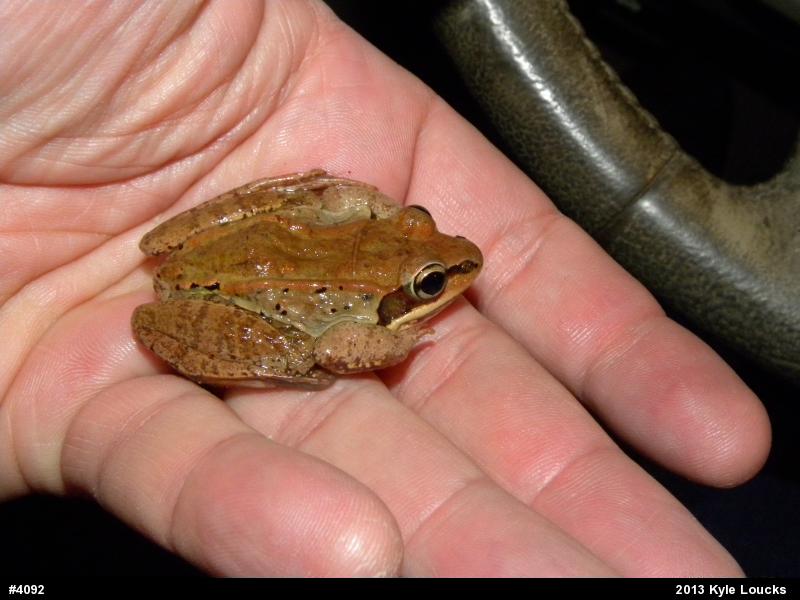 Wood Frog