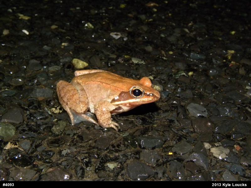 Wood Frog