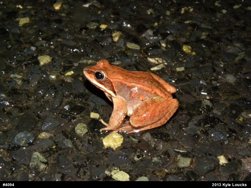 Wood Frog