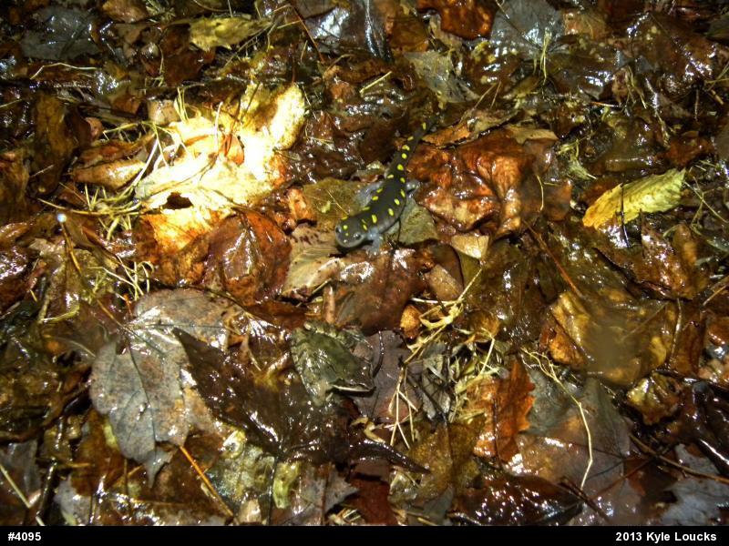 Wood Frog