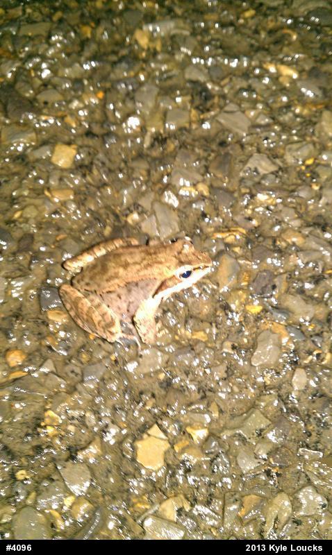 Wood Frog