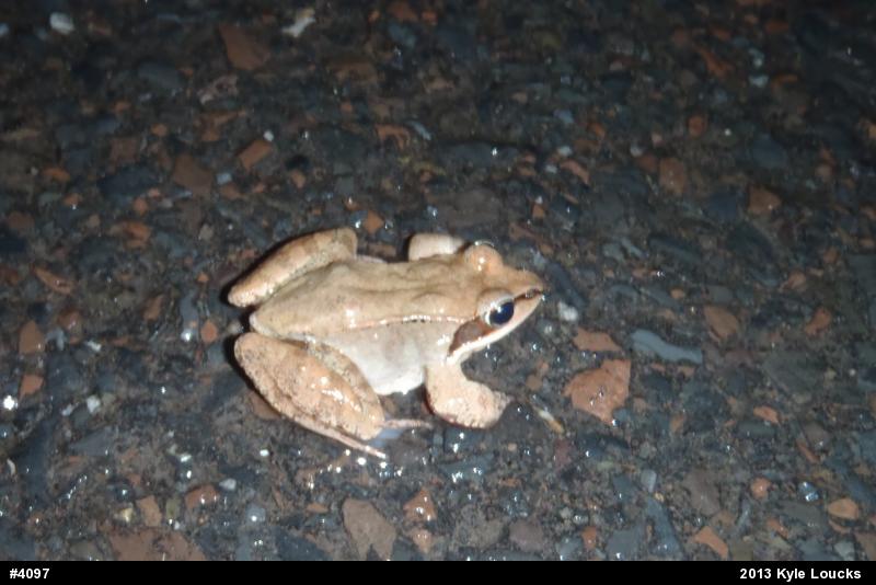Wood Frog