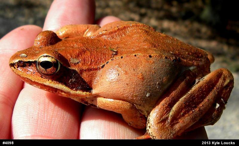 Wood Frog