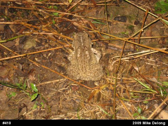 Eastern American Toad