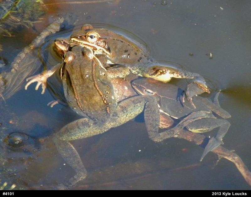 Wood Frog