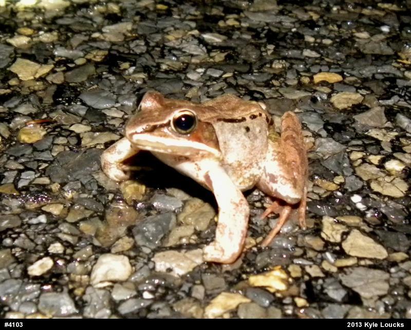 Wood Frog