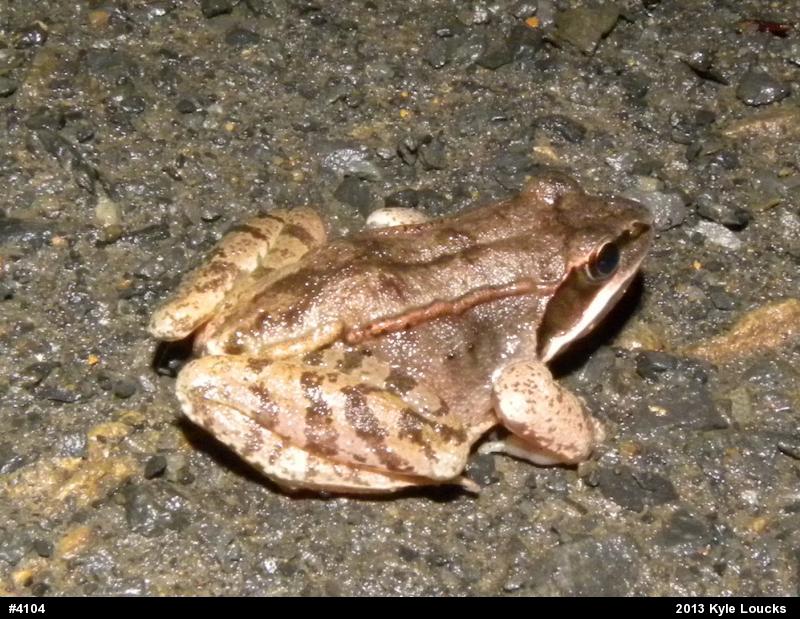 Wood Frog