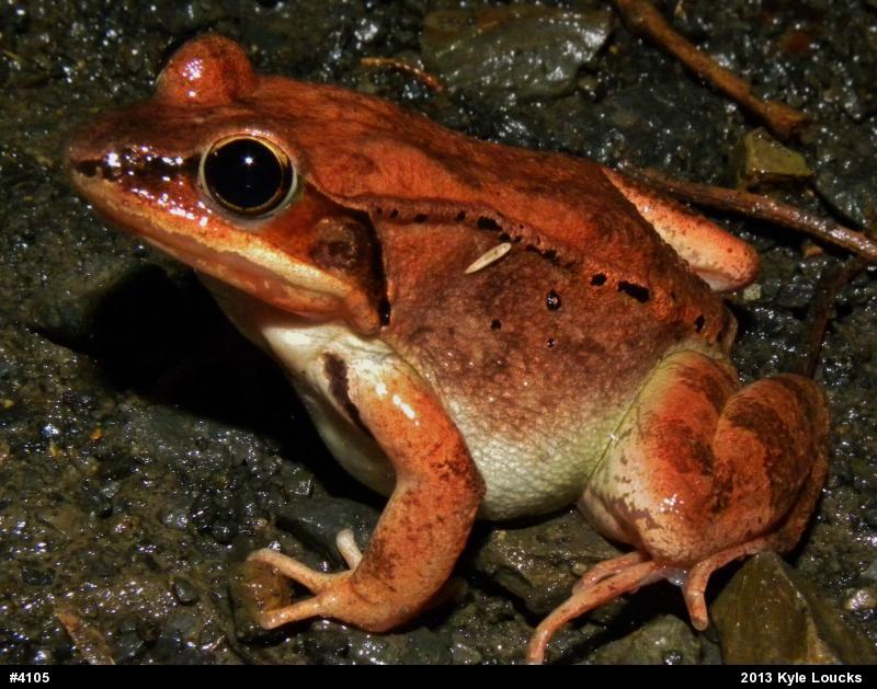 Wood Frog