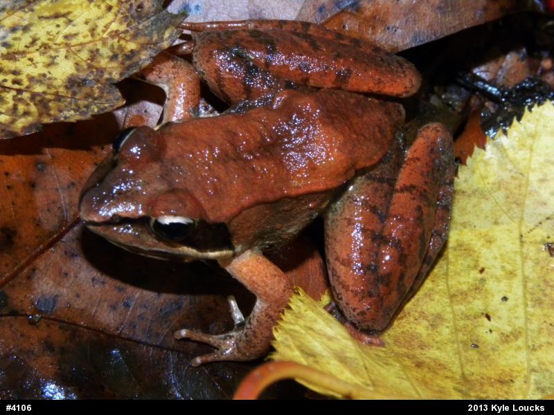 Wood Frog