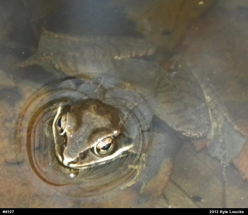 Wood Frog