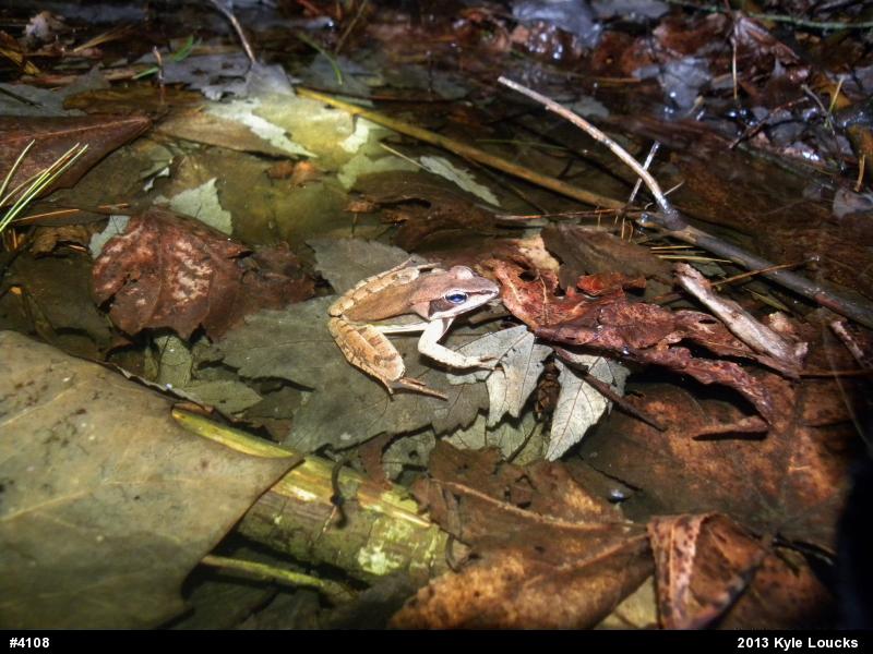 Wood Frog