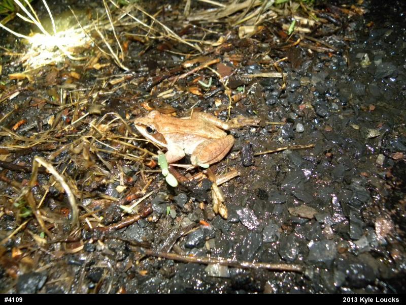Wood Frog