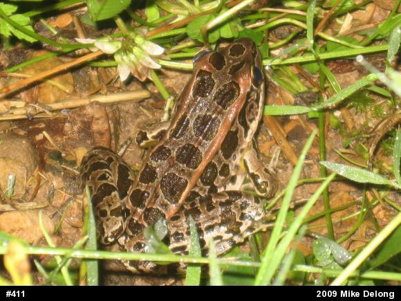 Pickerel Frog