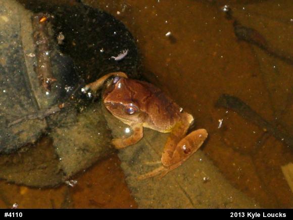 Spring Peeper