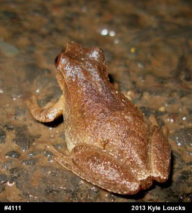 Spring Peeper