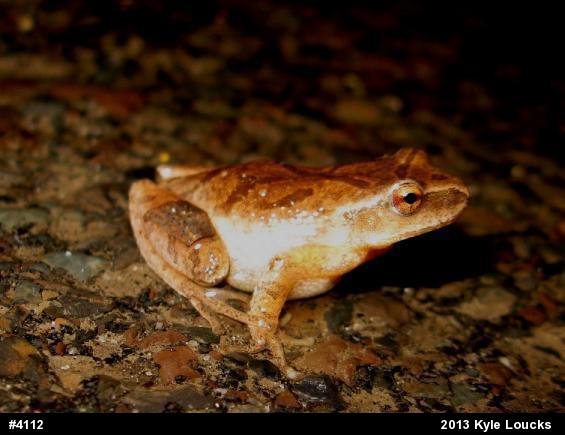 Spring Peeper