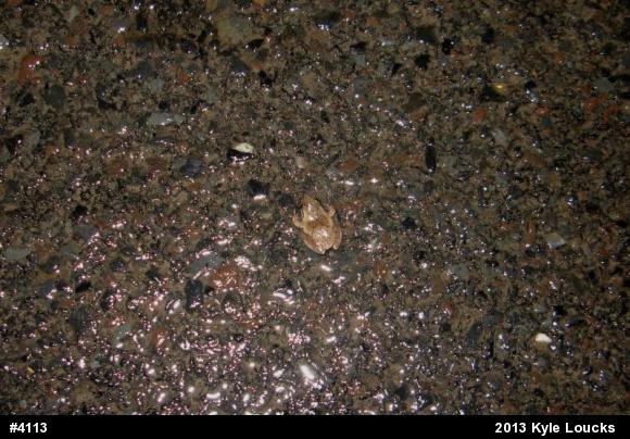 Spring Peeper