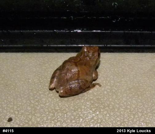 Spring Peeper