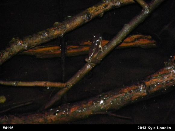 Spring Peeper