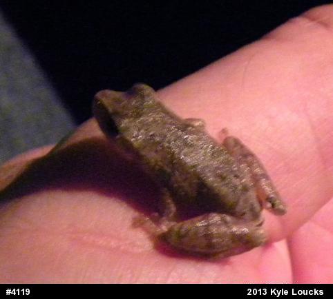 Spring Peeper