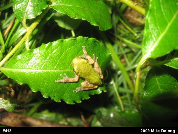 Gray Treefrog