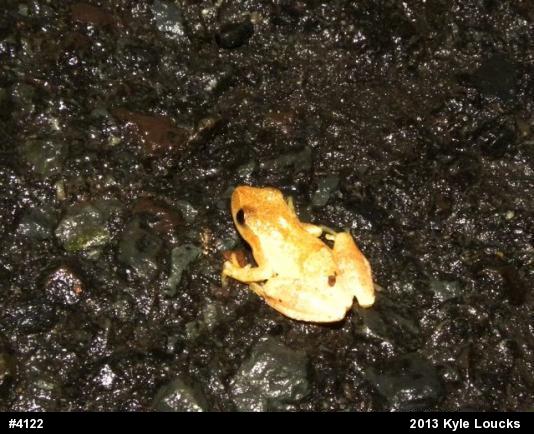 Spring Peeper