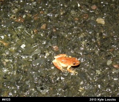 Spring Peeper