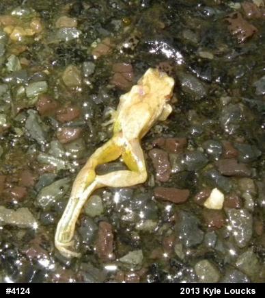 Spring Peeper