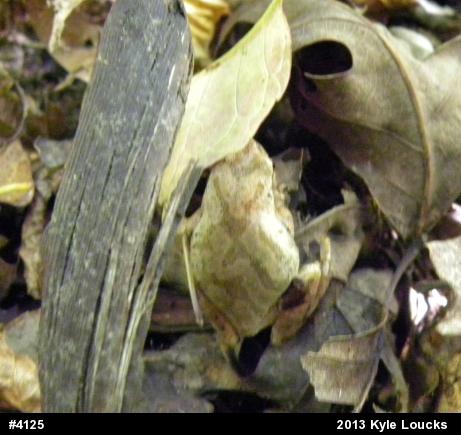 Spring Peeper