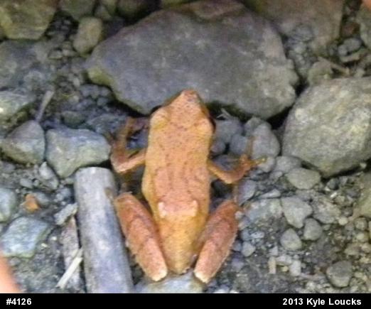 Spring Peeper