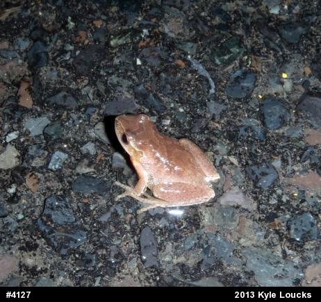 Spring Peeper
