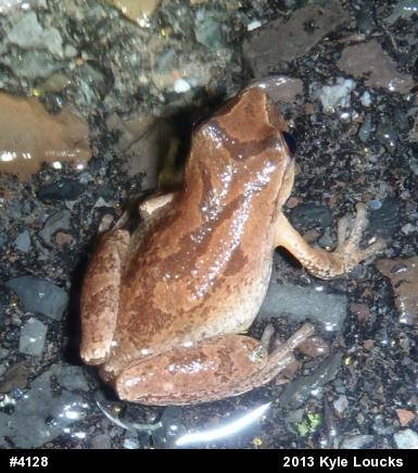 Spring Peeper