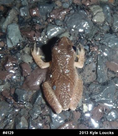 Spring Peeper