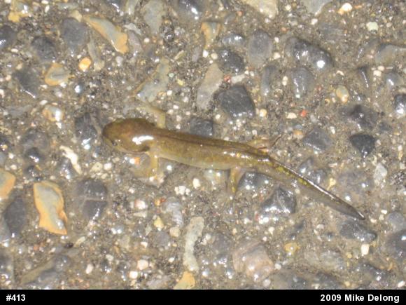 Spotted Salamander