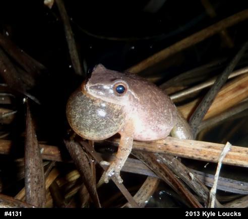Spring Peeper