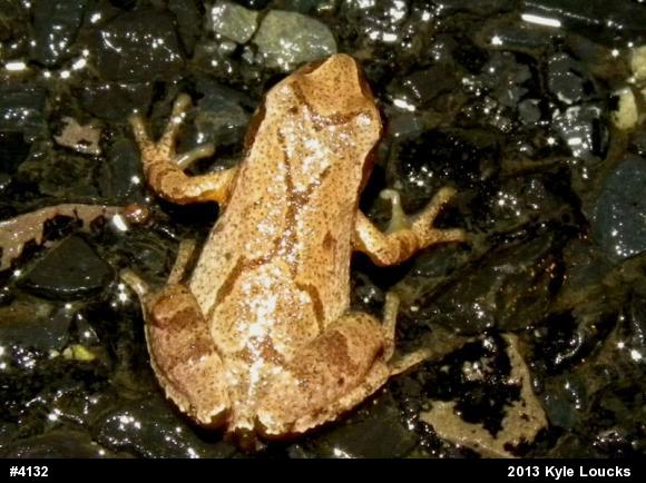 Spring Peeper