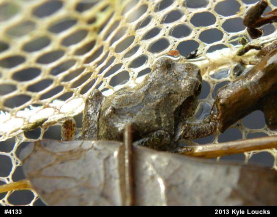 Spring Peeper