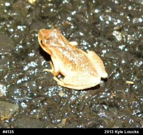 Spring Peeper