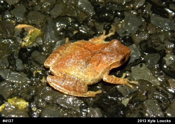 Spring Peeper