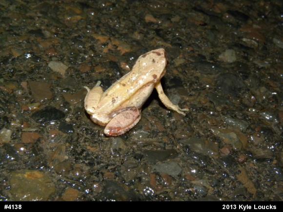 Spring Peeper