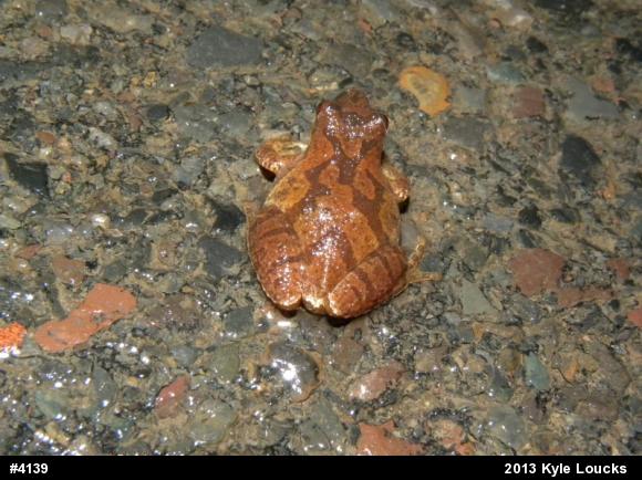 Spring Peeper