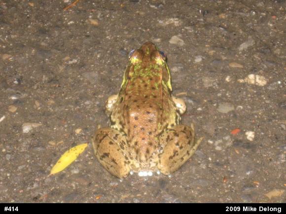 Green Frog