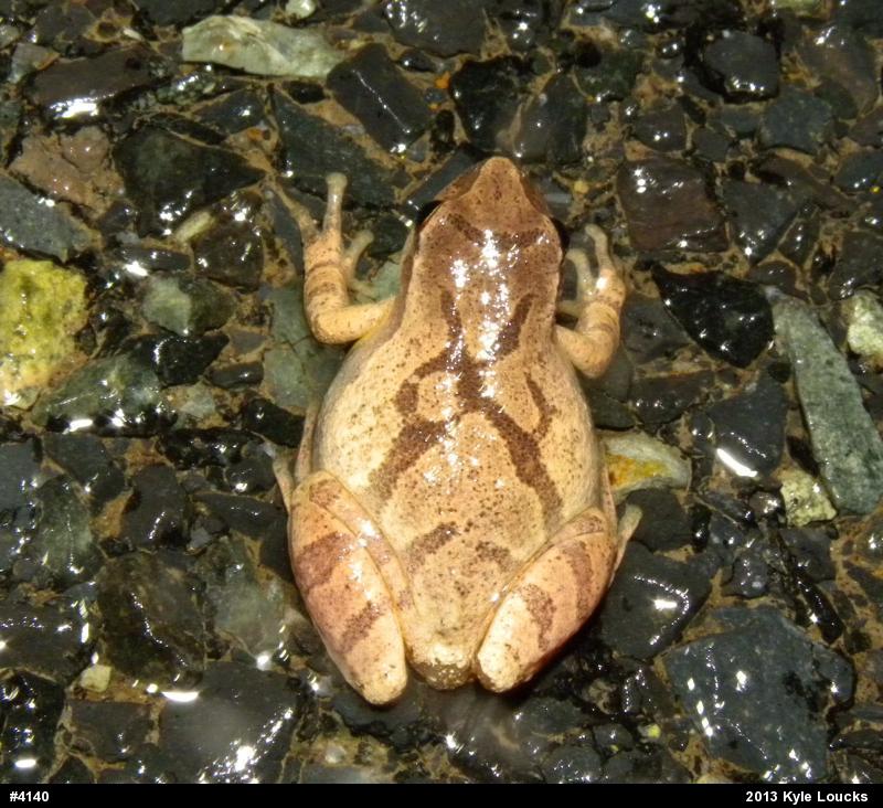 Spring Peeper